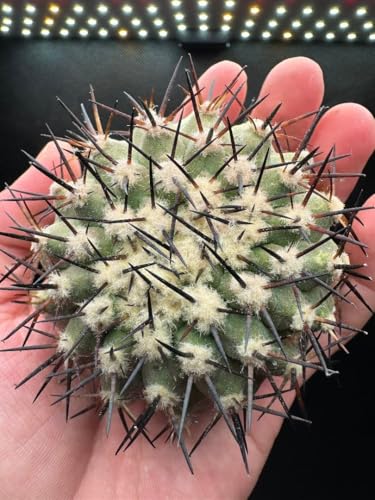 黒王丸」の人気商品一覧 | 安い商品を通販サイトから探す - 価格.com